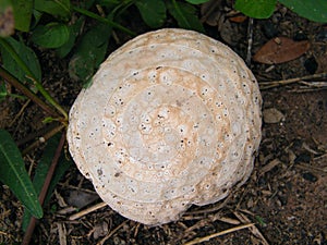 Giant puffball mushroom