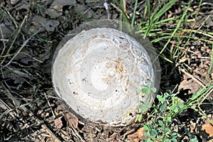 Giant Puffball Mushroom Close-up