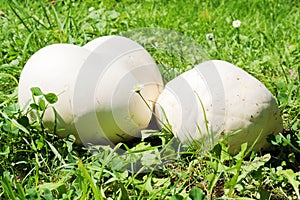 Giant puffball mushrooms photo