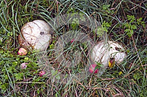 Giant puffball mushrooms Langermannia gigantea and apples