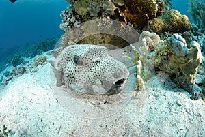 Giant puffer fish