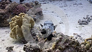 Giant puffer fish Arothron stellatus Tetraodontidae underwater of Shaab Sharm.