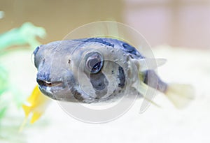 Giant Puffer Fish, Galapagos