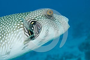 Giant Pufferfish photo