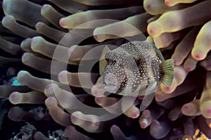 Giant pufferfish and Actiniaria