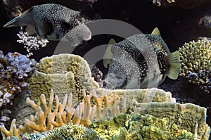 Giant pufferfish and Actiniaria