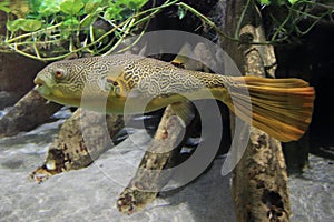 Giant pufferfish photo