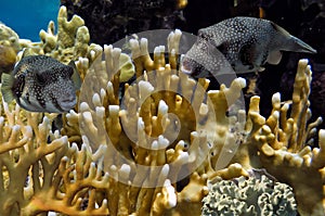 Giant pufferfish or giant freshwater puffer