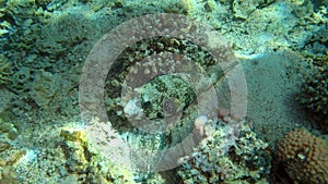 Giant pufferfish or Mbu pufferfish