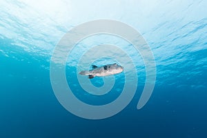 The Giant Pufferfish