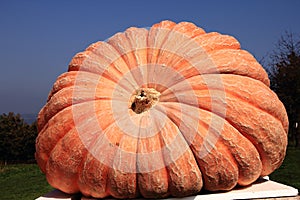 Giant pumpkin photo