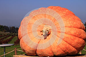 Giant pumpkin photo