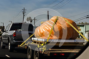 Giant pumpkin carried on a truck for halloween, usa photo