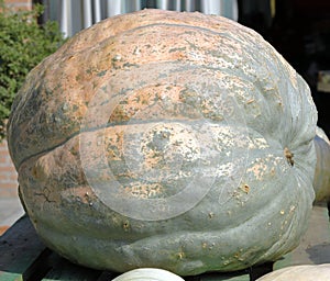 Giant pumpkin