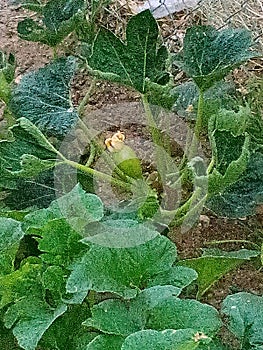 Giant Pumpkin patch backyards