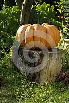 Giant Pumpkin on Stump