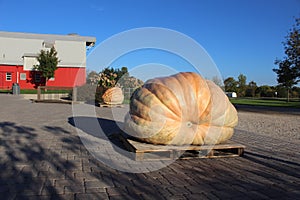 Giant Pumpkins on a Farm