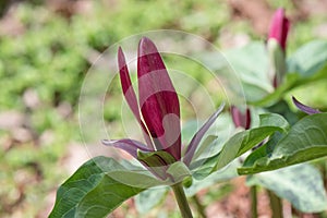 Giant purple wakerobin Trillium kurabayashii, flower photo