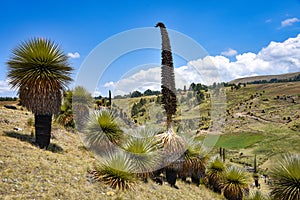 Giant Puya Raimondi, growing in the Andes near Ayacucho, Peru