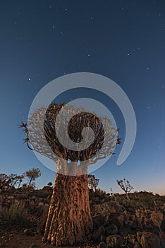 Giant quiver tree in the quiver tree forest in Namibia, South Africa under a starry dark blue sky