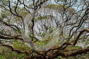 giant rain tree