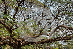 giant rain tree