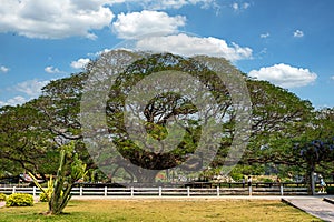 giant rain tree