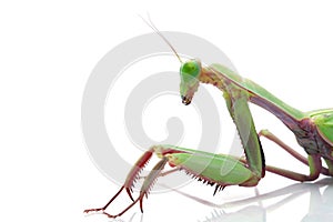 Giant Rainforest Mantis