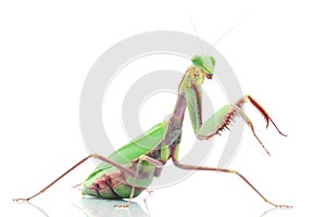 Giant Rainforest Mantis