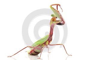 Giant Rainforest Mantis