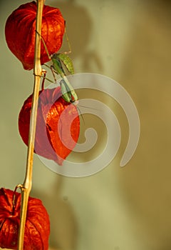 A Giant rainforest mantis on a flower on a background