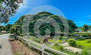 Giant Raintree chamchuri over 100 years old in Kanchanaburi, Thailand