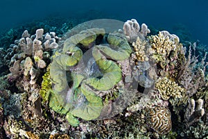 Giant on Raja Ampat Reef
