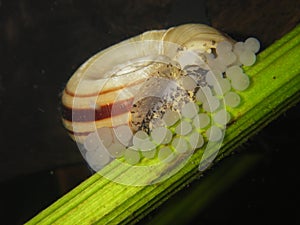 Giant ramshorn snail- marisa cornuarietis