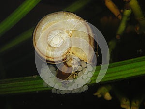 Giant ramshorn snail- marisa cornuarietis