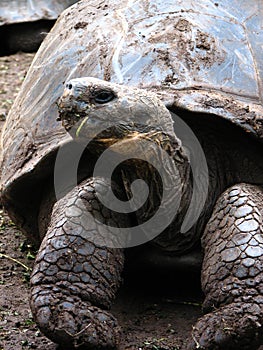 Giant rare galapagos tortoise