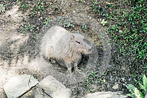 Giant rat - Capibara