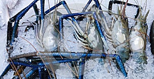 Giant raw river prawn on the ice close-up photo. Freshwater prawn in a fish market. Close-up photo of dead prawns on the ice for