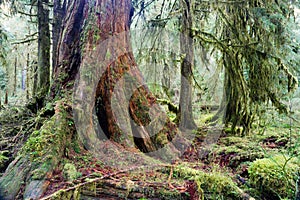 Giant Red Cedar Tree Stump Moss Covered Growth Hoh Rainforest