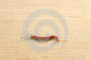 The Giant red Centipede dangerous animal on the floor.