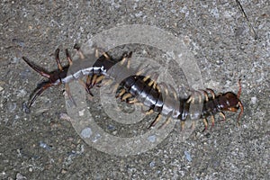 The Giant red Centipede dangerous animal on nature background.