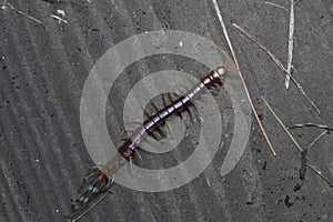 The Giant red Centipede dangerous animal on nature background.