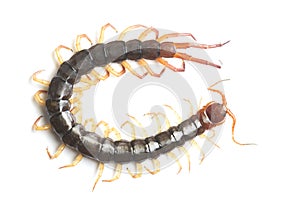 The Giant red Centipede dangerous animal on white background.