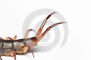 The Giant red Centipede dangerous animal on white background.