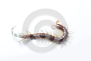 The Giant red Centipede dangerous animal on white background.