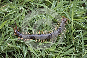 The Giant red Centipede dangerous in the Garden.