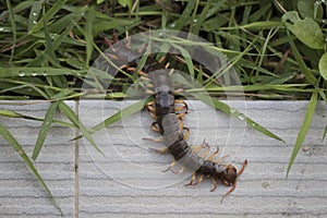 The Giant red Centipede dangerous in the Garden.