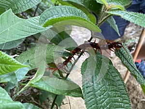 A giant red centipede or Scolopendra subspinipes hidden amongst the leaves in the wild rainforest of Malaysia