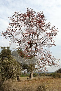 Red Coral Tree in Bloom