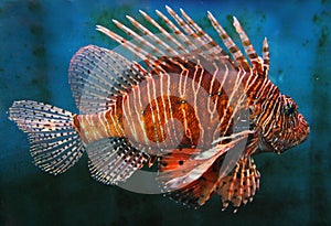 Giant Red LionFish photo